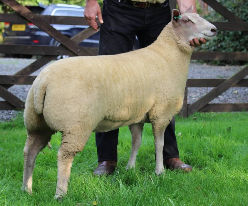 15TG00406 Lot No. 103 15TG00406 Lot No. 103